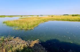 ભારતમાં વેટલેન્ડ (ભીની જમીન) સંરક્ષણ